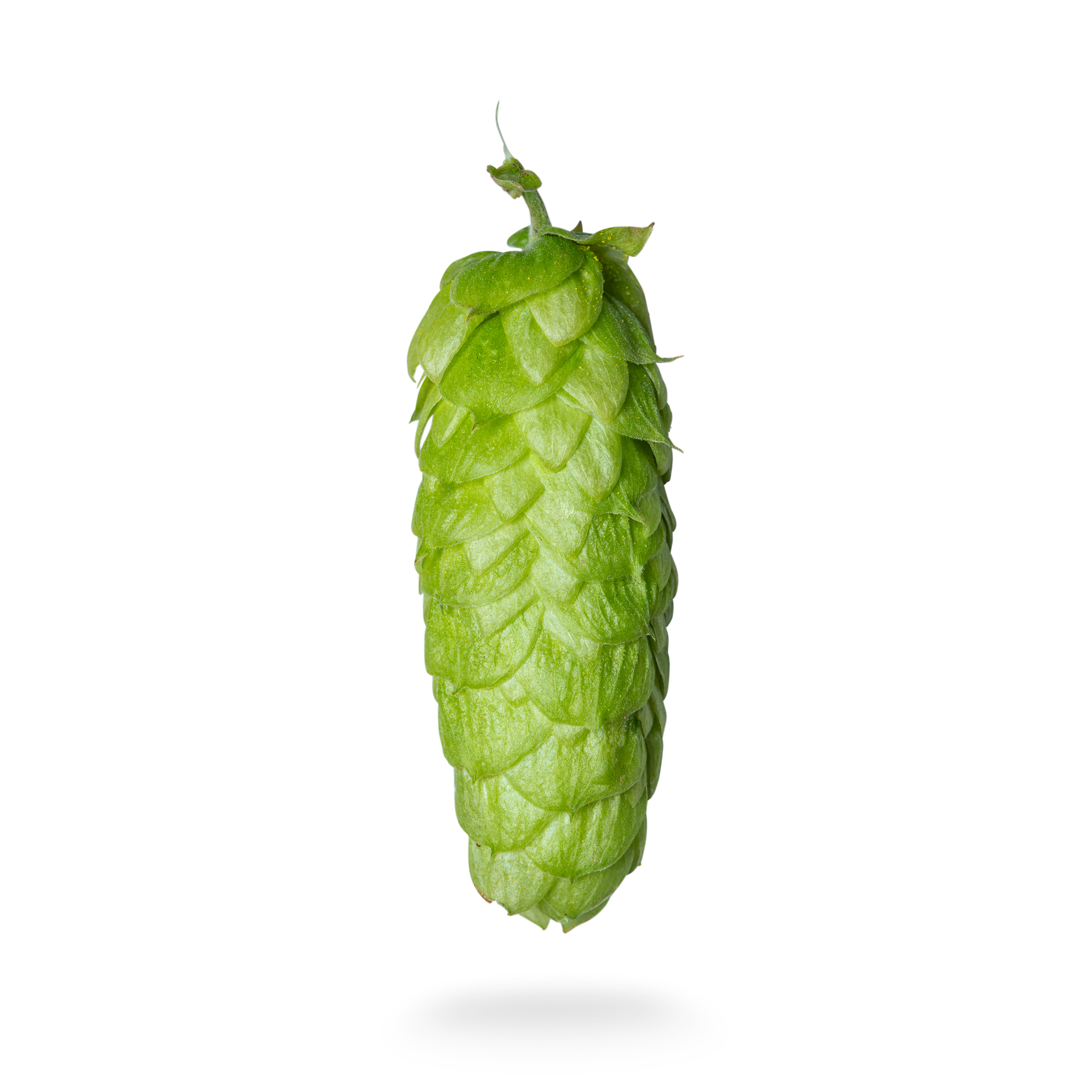 Nelson Sauvin Clayton Hops nelson-sauvin-clayton-hops