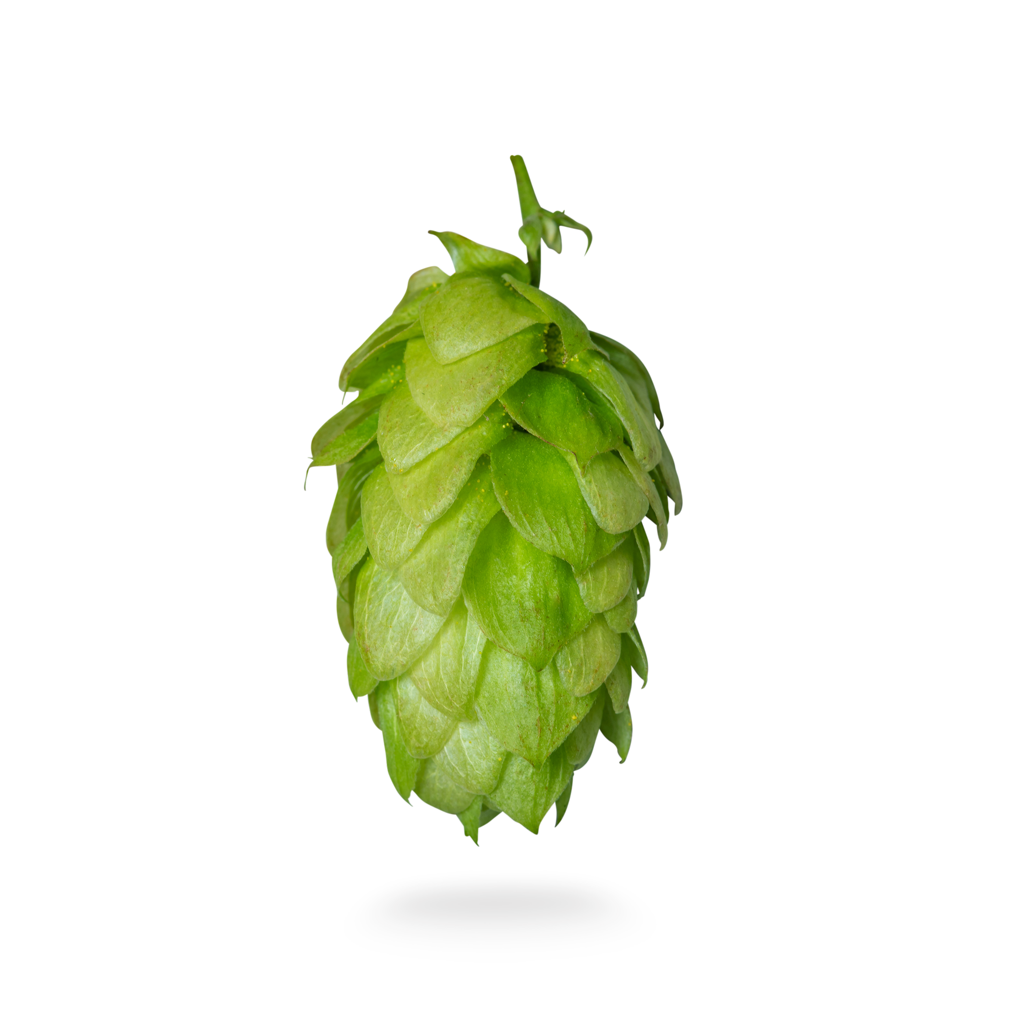 NZ Cascade™ | New Zealand Hop Variety | Clayton Hops